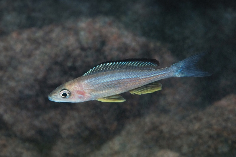 Paracyprichromis brieni 'Kiku'